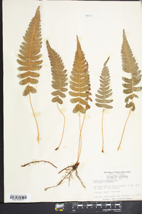 Blechnum occidentale image