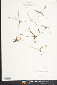 Ophioglossum engelmannii image