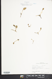 Ophioglossum petiolatum image