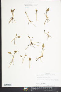 Ophioglossum petiolatum image