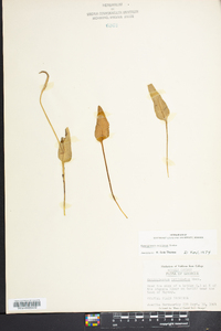 Ophioglossum petiolatum image