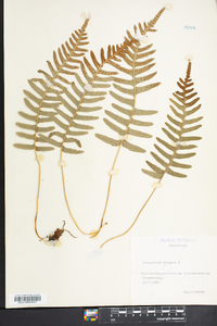 Polypodium vulgare image