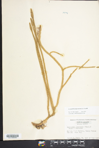 Lycopodiella alopecuroides image