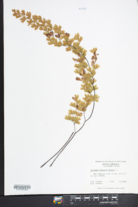 Adiantum capillus-veneris image