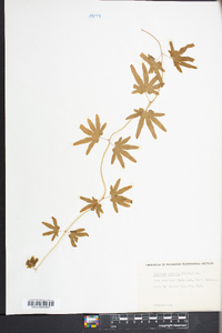 Lygodium palmatum image