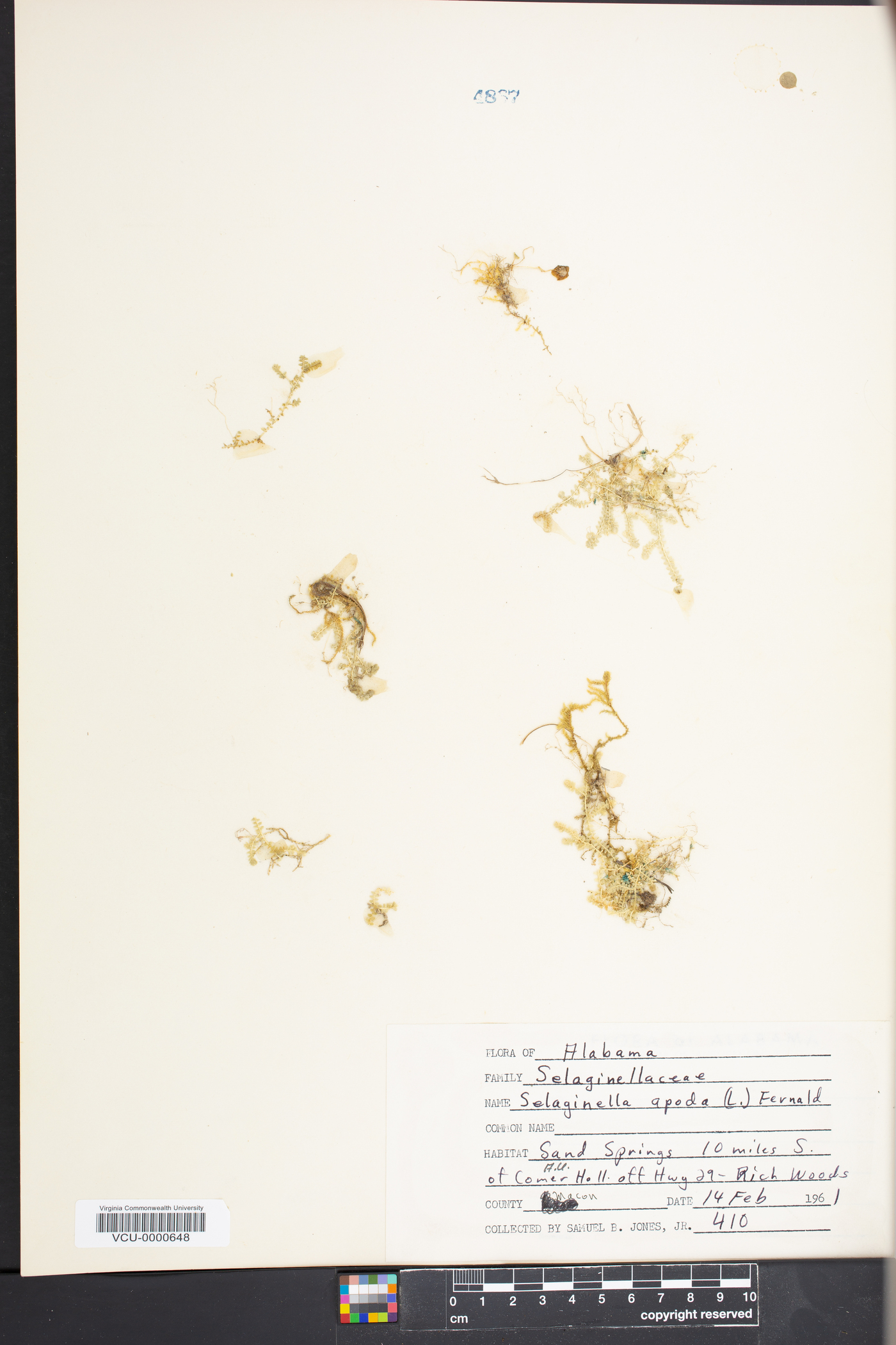 Selaginella apoda image