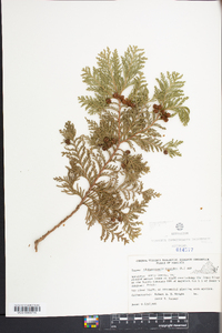 Chamaecyparis thyoides image