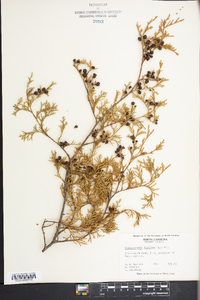 Chamaecyparis thyoides image