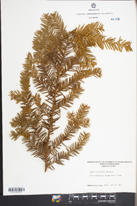 Taxus canadensis image