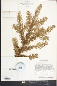 Taxus canadensis image