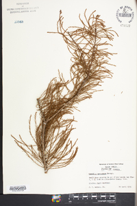 Taxodium ascendens image