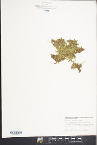 Selaginella apoda image