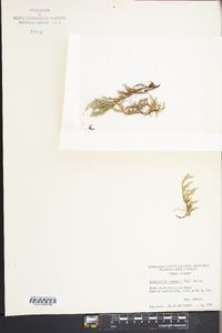 Selaginella rupestris image