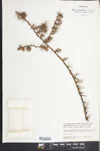 Larix laricina image