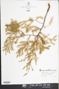 Juniperus communis var. depressa image