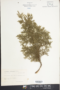 Juniperus silicicola image