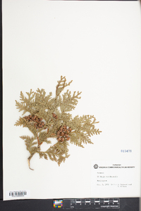 Thuja occidentalis image