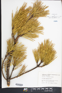 Pinus pungens image