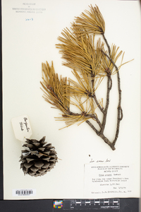 Pinus pungens image