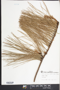 Pinus taeda image