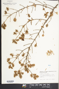 Tsuga canadensis image