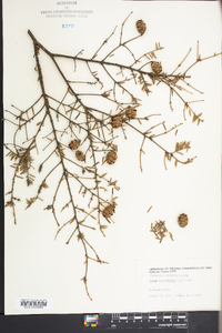 Tsuga canadensis image