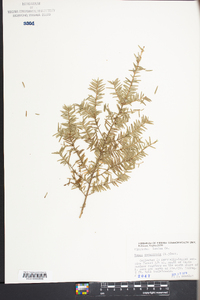 Tsuga canadensis image