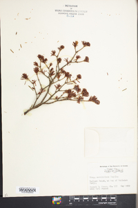 Tsuga canadensis image