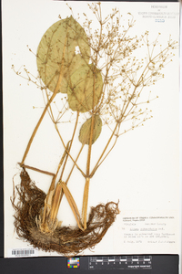 Alisma subcordatum image