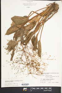 Alisma subcordatum image