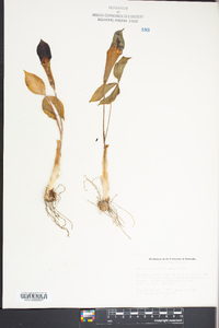 Arisaema atrorubens image