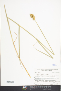 Carex alata image