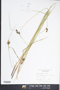 Carex caroliniana image