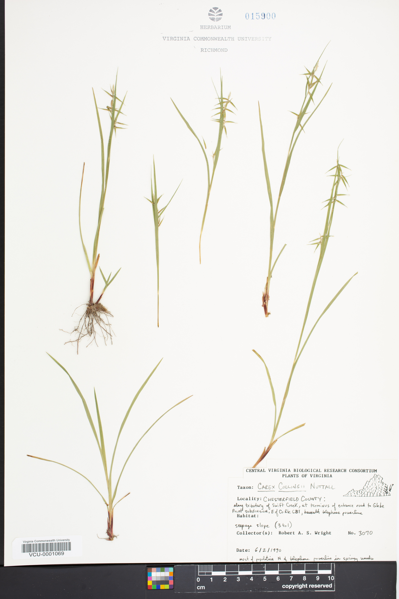 Carex collinsii image