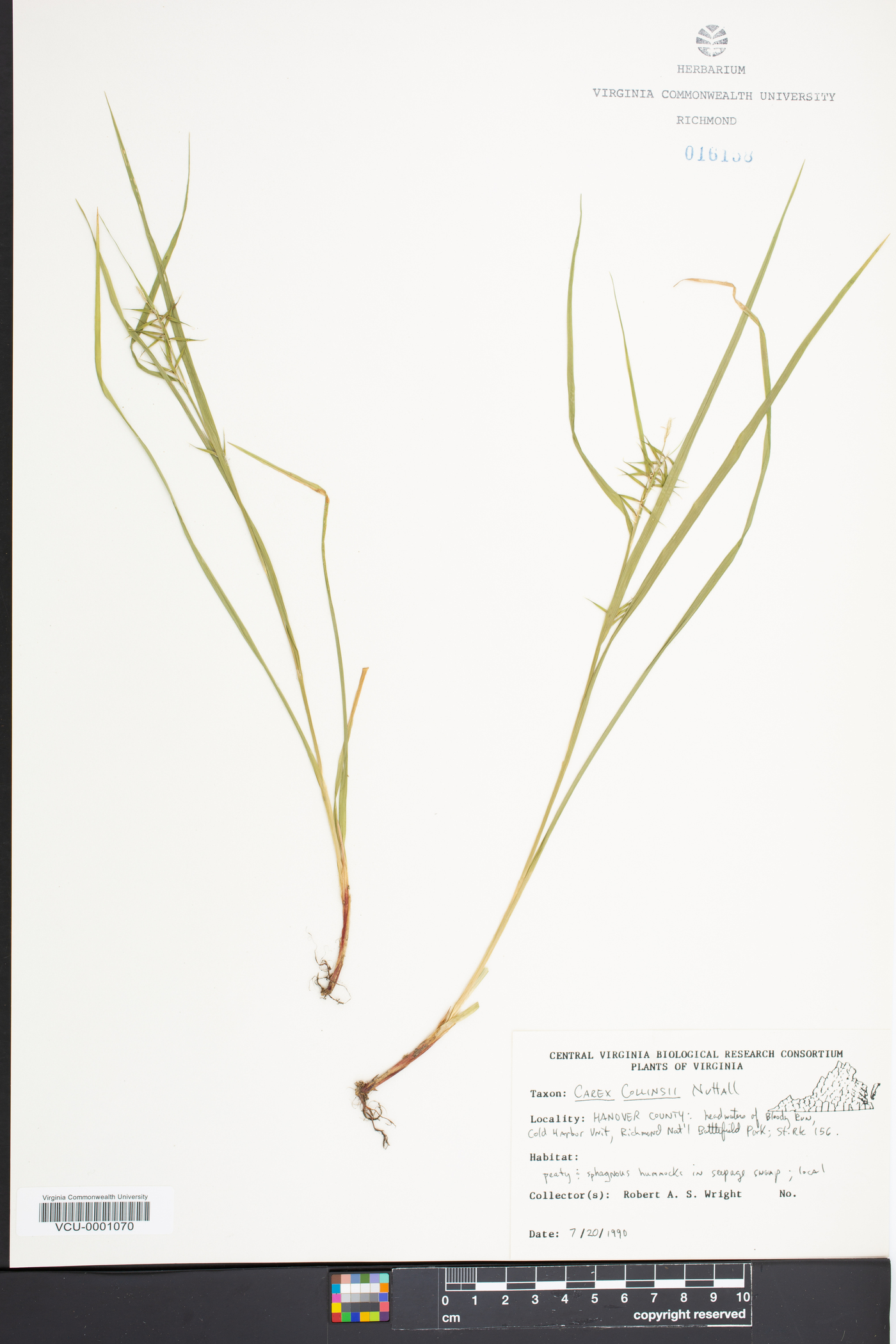 Carex collinsii image