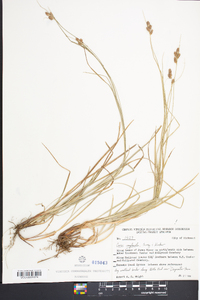 Carex complanata image