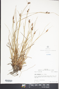 Carex complanata image