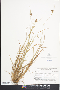 Carex complanata image