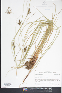 Carex complanata image