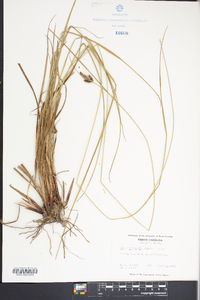 Carex complanata image