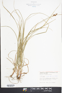 Carex complanata image