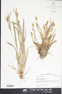 Carex flaccosperma image