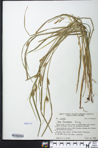 Carex flaccosperma image