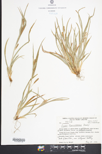 Carex flaccosperma image