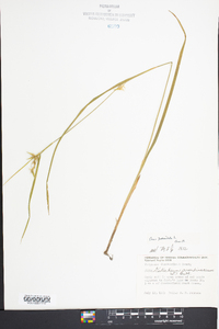 Carex folliculata image