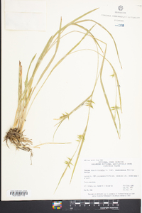 Carex folliculata image