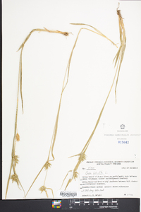 Carex folliculata image