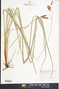 Carex glaucescens image