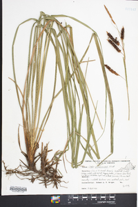 Carex glaucescens image