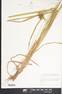 Carex grayi image